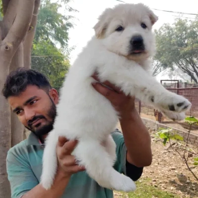 German Shepherd
 puppies for sale in Udaipur