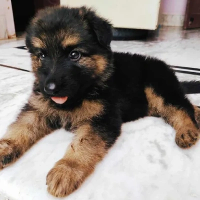 German Shepherd
 puppies for sale in Jodhpur