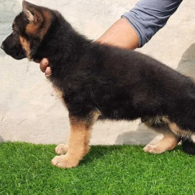 German Shepherd puppies for sale in Vijayawada