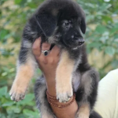 German Shepherd
 puppies for sale in Udaipur