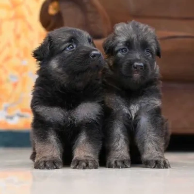 German Shepherd puppies for sale in Vijayawada