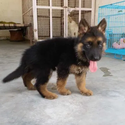 German Shepherd puppies for sale in Visakhapatnam