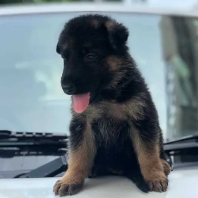 German Shepherd puppies for sale in Vijayawada