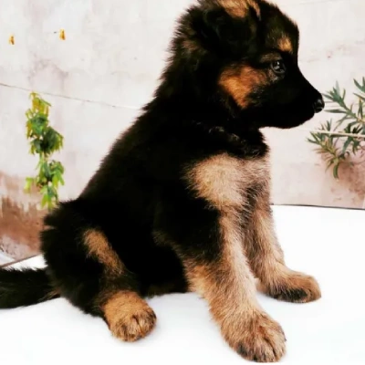 German Shepherd puppies for sale in Vijayawada