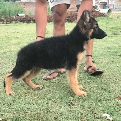 German Shepherd
 puppies for sale in Ajmer