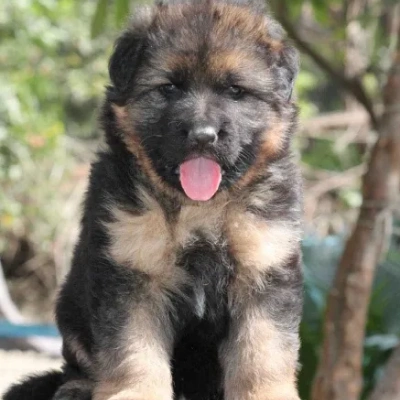 German Shepherd
 puppies for sale in Udaipur