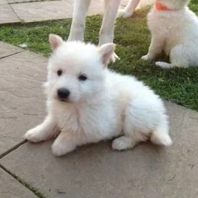 German Shepherd puppies for sale in Visakhapatnam