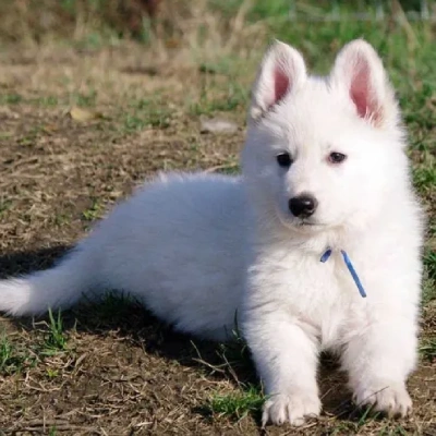 German Shepherd
 puppies for sale in Jodhpur