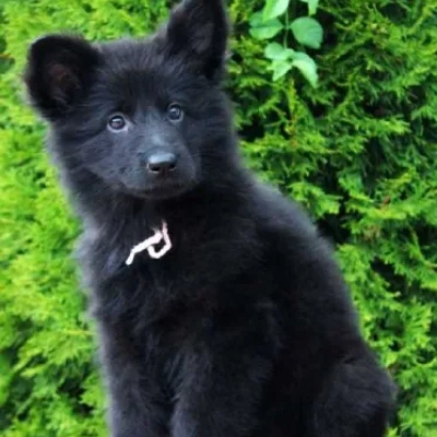 German Shepherd
 puppies for sale in Kota