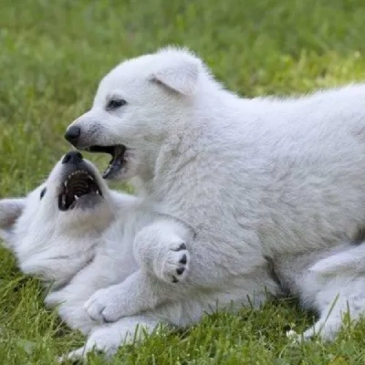 German Shepherd
 puppies for sale in Ajmer