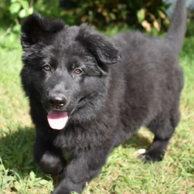 German Shepherd
 puppies for sale in Ajmer