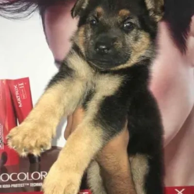 German Shepherd
 puppies for sale in Jodhpur