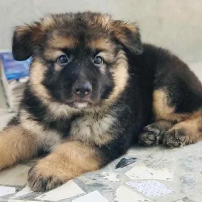 German Shepherd puppies for sale in Vijayawada