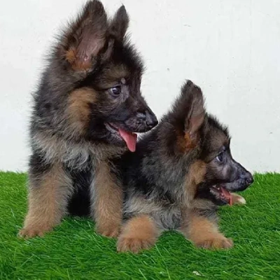 German Shepherd
 puppies for sale in Udaipur