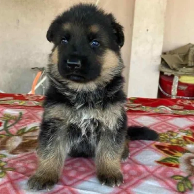 German Shepherd
 puppies for sale in Jodhpur