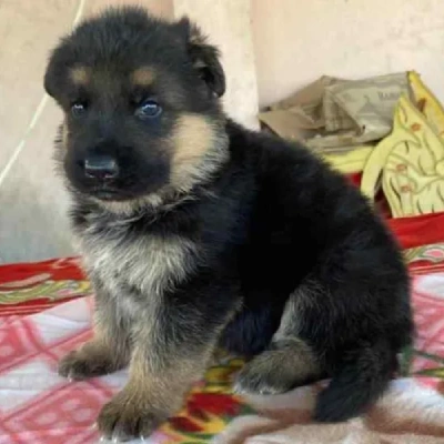 German Shepherd
 puppies for sale in Ajmer