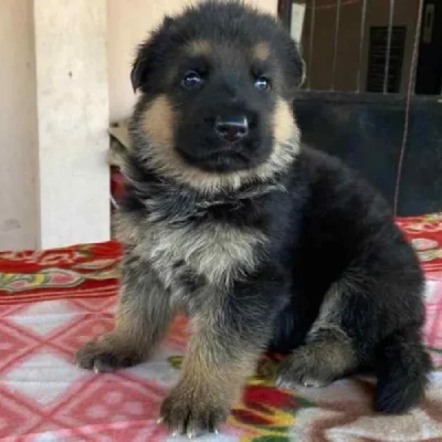 German Shepherd puppies for sale in Visakhapatnam