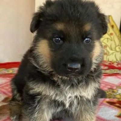 German Shepherd
 puppies for sale in Ajmer