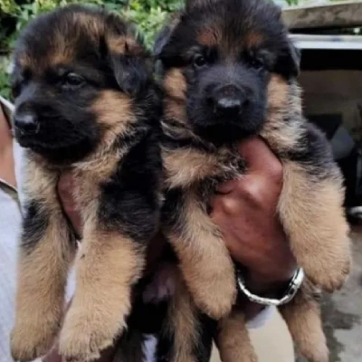 German Shepherd
 puppies for sale in Udaipur