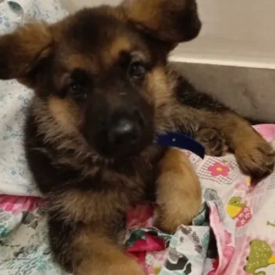 German Shepherd puppies for sale in Vijayawada