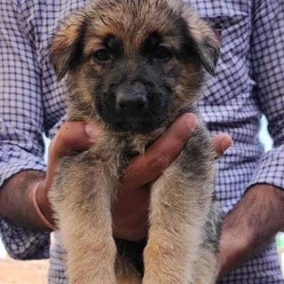 German Shepherd
 puppies for sale in Jaipur