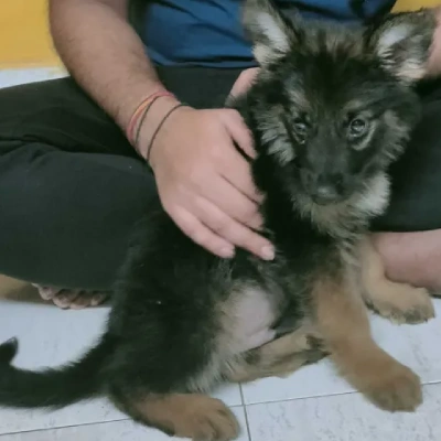 German Shepherd puppies for sale in Vijayawada