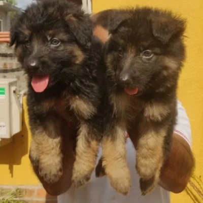 German Shepherd puppies for sale in Vijayawada