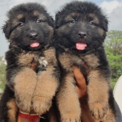 German Shepherd
 puppies for sale in Udaipur