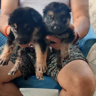 German Shepherd puppies for sale in Vijayawada