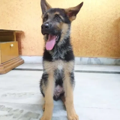 German Shepherd
 puppies for sale in Ajmer