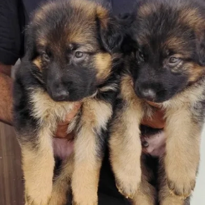 German Shepherd puppies for sale in Vijayawada