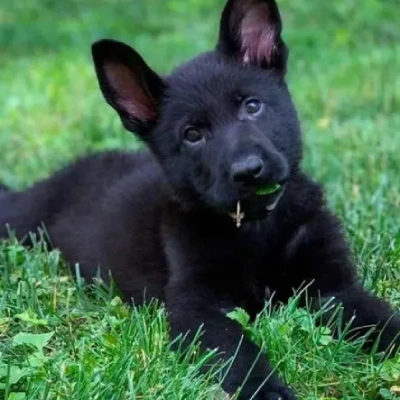 German Shepherd
 puppies for sale in Ajmer