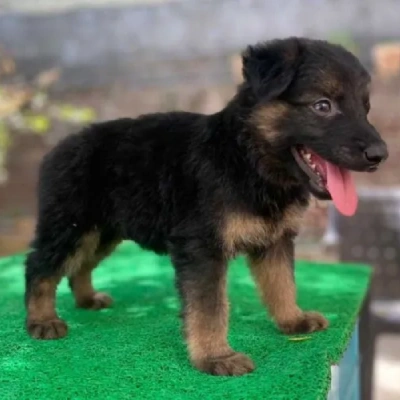 German Shepherd puppies for sale in Vijayawada