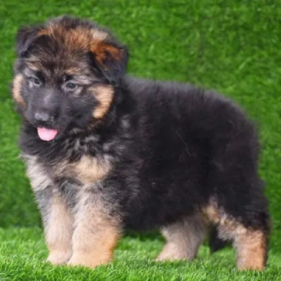 German Shepherd puppies for sale in Vijayawada