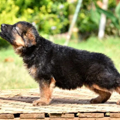 German Shepherd puppies for sale in Vijayawada