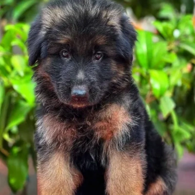 German Shepherd
 puppies for sale in Kota