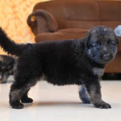 German Shepherd
 puppies for sale in Ajmer