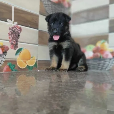 German Shepherd
 puppies for sale in Ajmer