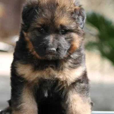 German Shepherd
 puppies for sale in Udaipur