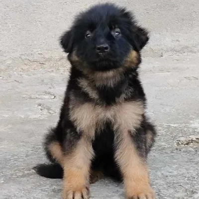 German Shepherd
 puppies for sale in Gurgaon