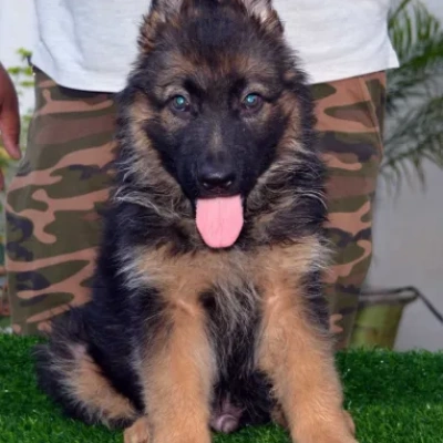 German Shepherd
 puppies for sale in Ajmer