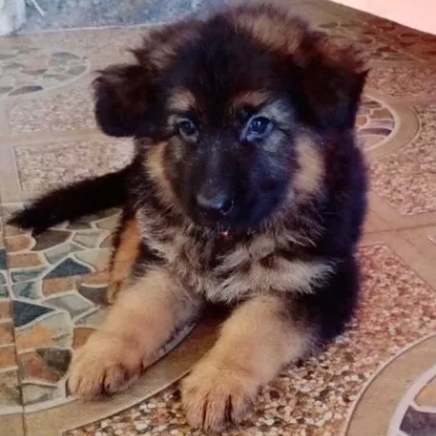 German Shepherd puppies for sale in Visakhapatnam