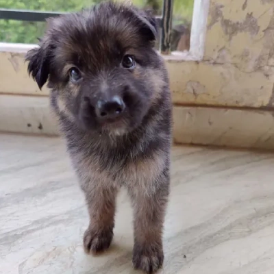 German Shepherd puppies for sale in Visakhapatnam