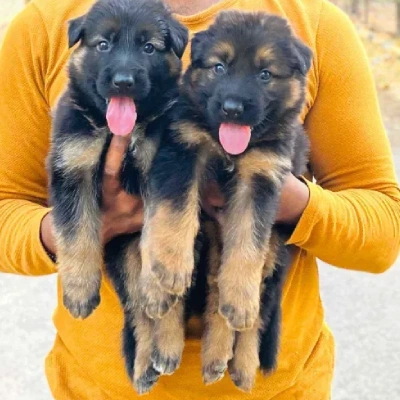 German Shepherd puppies for sale in Vijayawada