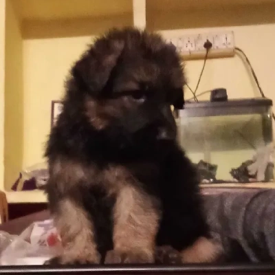 German Shepherd
 puppies for sale in Jodhpur