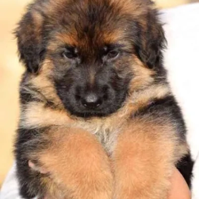 German Shepherd puppies for sale in Visakhapatnam