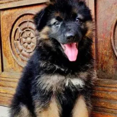 German Shepherd puppies for sale in Visakhapatnam