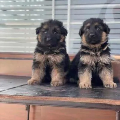 German Shepherd
 puppies for sale in Ajmer