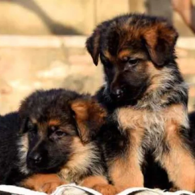 German Shepherd puppies for sale in Vijayawada