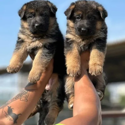 German Shepherd puppies for sale in Vijayawada